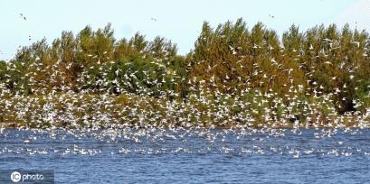 哈尔滨成千上万回迁候鸟飞舞 场面蔚为壮观