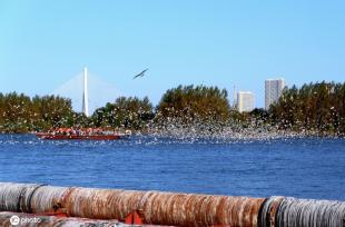 哈尔滨成千上万回迁候鸟飞舞 场面蔚为壮观