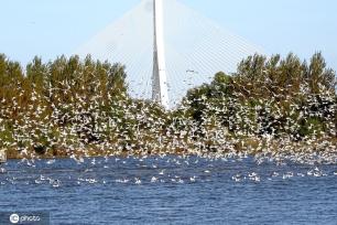 哈尔滨成千上万回迁候鸟飞舞 场面蔚为壮观