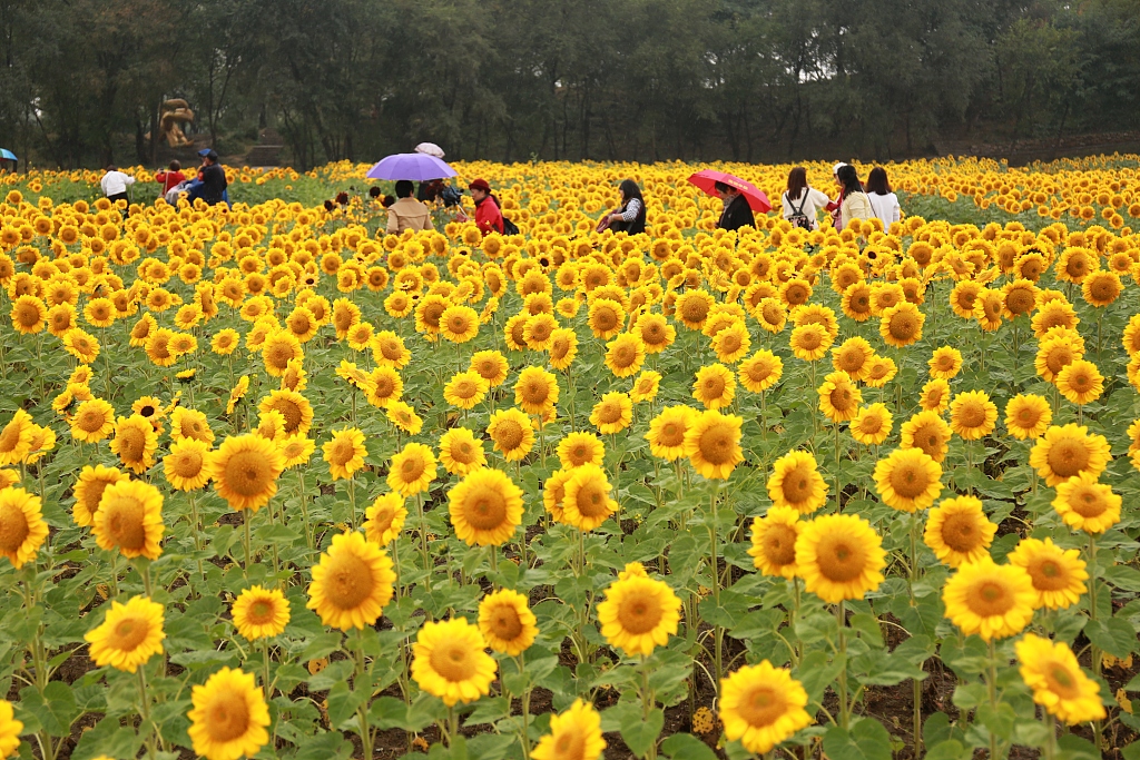 沈阳：北陵公园举办花展 游客置身向日葵花海