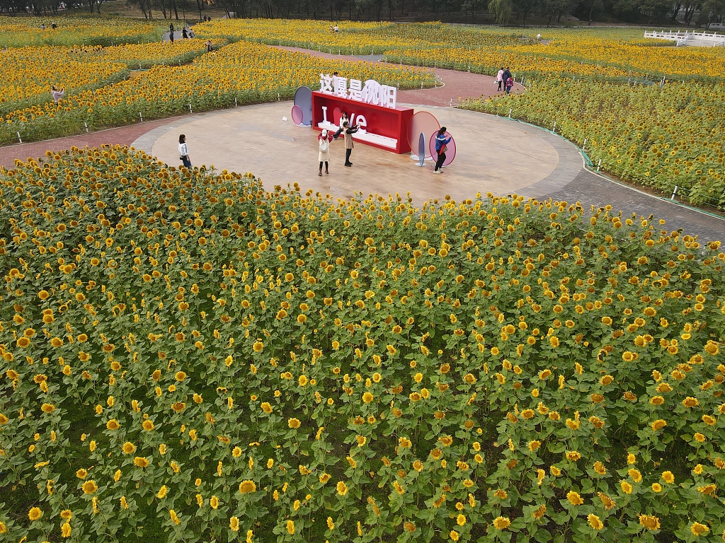 沈阳：北陵公园举办花展 游客置身向日葵花海