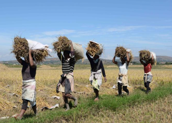 一带一路·零距离丨中国杂交水稻的非洲味道
