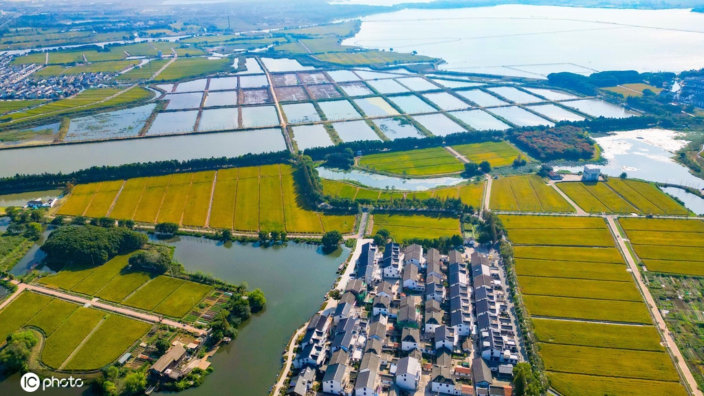 江苏昆山13.4万亩水稻陆续变黄 秋粮丰收在望