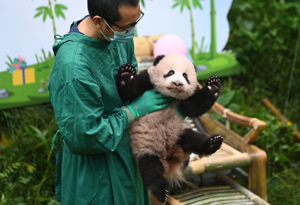 庆动物园大熊猫宝宝举行百天庆典 全网征名