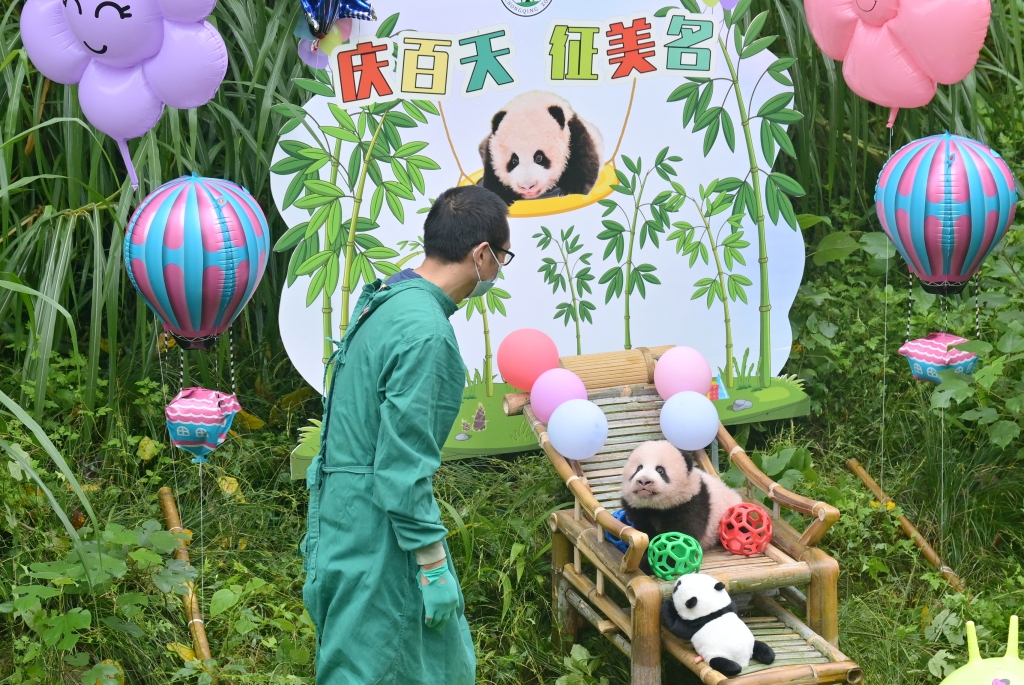 庆动物园大熊猫宝宝举行百天庆典 全网征名