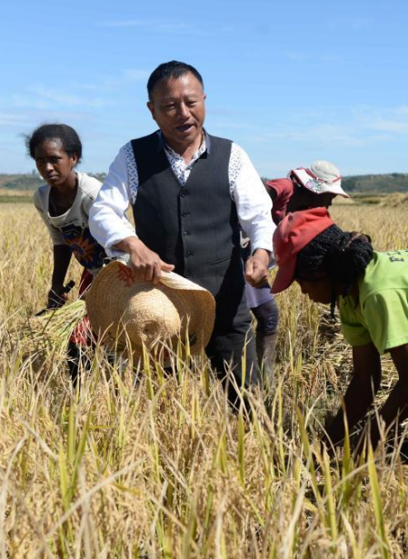 共建“一带一路”十年间 中非合作助力非洲农民端稳饭碗
