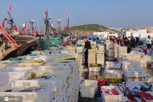 山东青岛：5万斤海鲜吊运上岸 渔港一派丰收景象