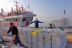 山东青岛：5万斤海鲜吊运上岸 渔港一派丰收景象