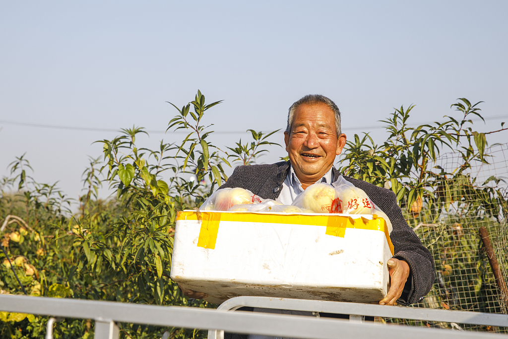 江苏连云港：又到雪桃丰收季 桃农喜笑收获忙