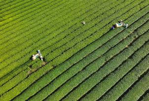 杭州：有机茶园机械化采茶 生产抹茶销售国内外