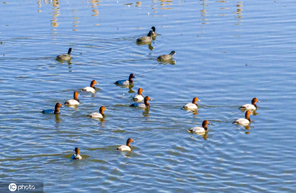 江苏宿迁首批候鸟先期抵达洪泽湖湿地
