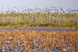 江苏宿迁首批候鸟先期抵达洪泽湖湿地