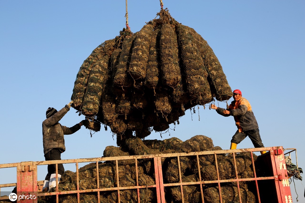 江苏连云港牡蛎丰收渔民卸运忙