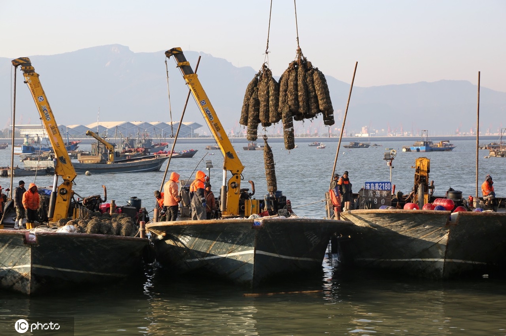 江苏连云港牡蛎丰收渔民卸运忙