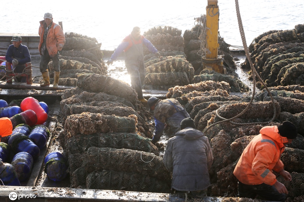 江苏连云港牡蛎丰收渔民卸运忙