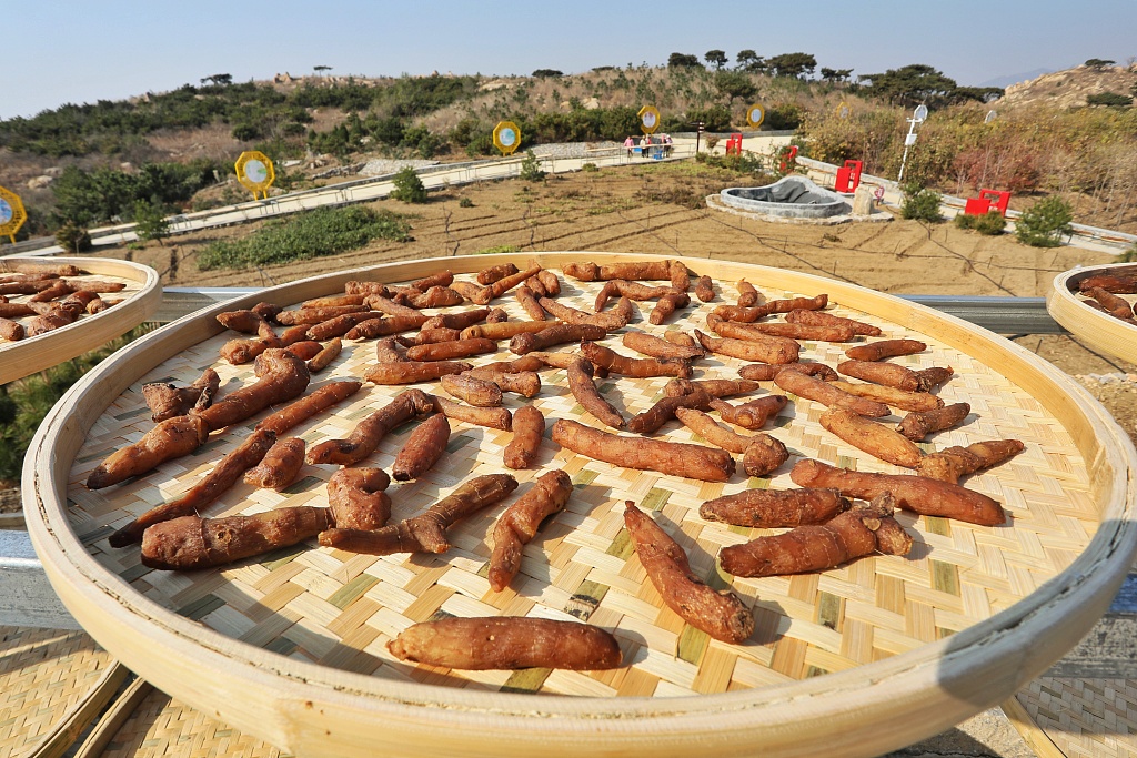 山东泰安：万亩黄精集中收获