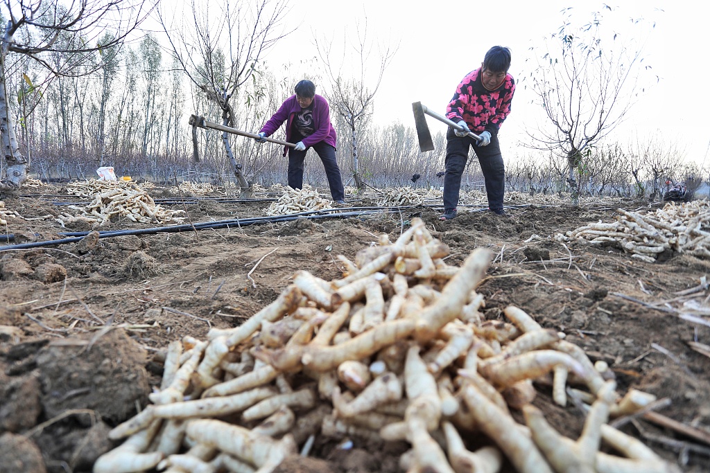 山东泰安：万亩黄精集中收获