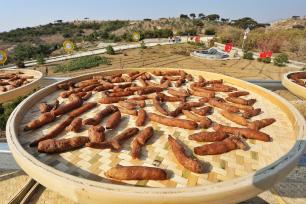 山东泰安：万亩黄精集中收获