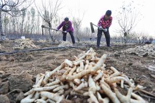 山东泰安：万亩黄精集中收获