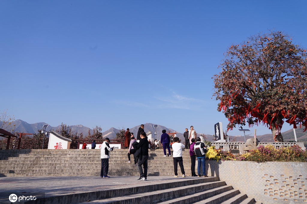 ​陕西富平：千年古柿树硕果累累