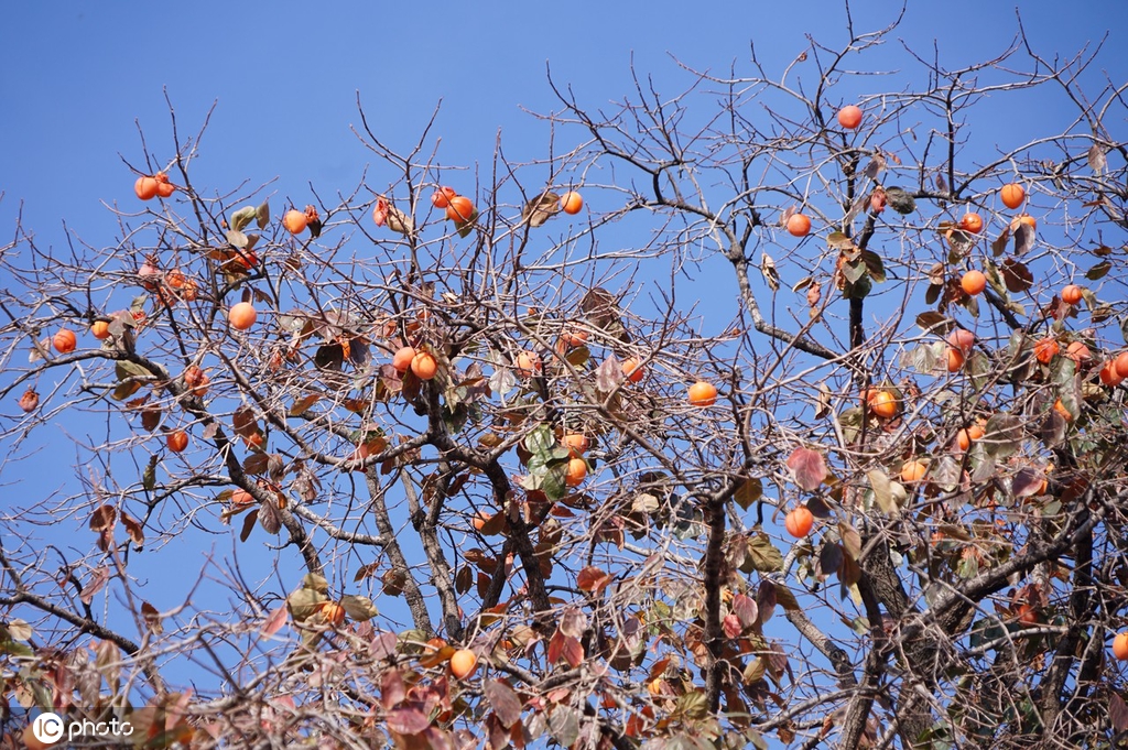 ​陕西富平：千年古柿树硕果累累