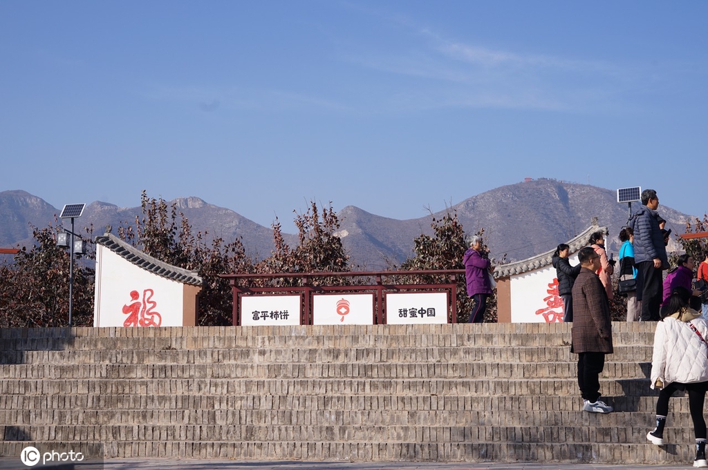 ​陕西富平：千年古柿树硕果累累