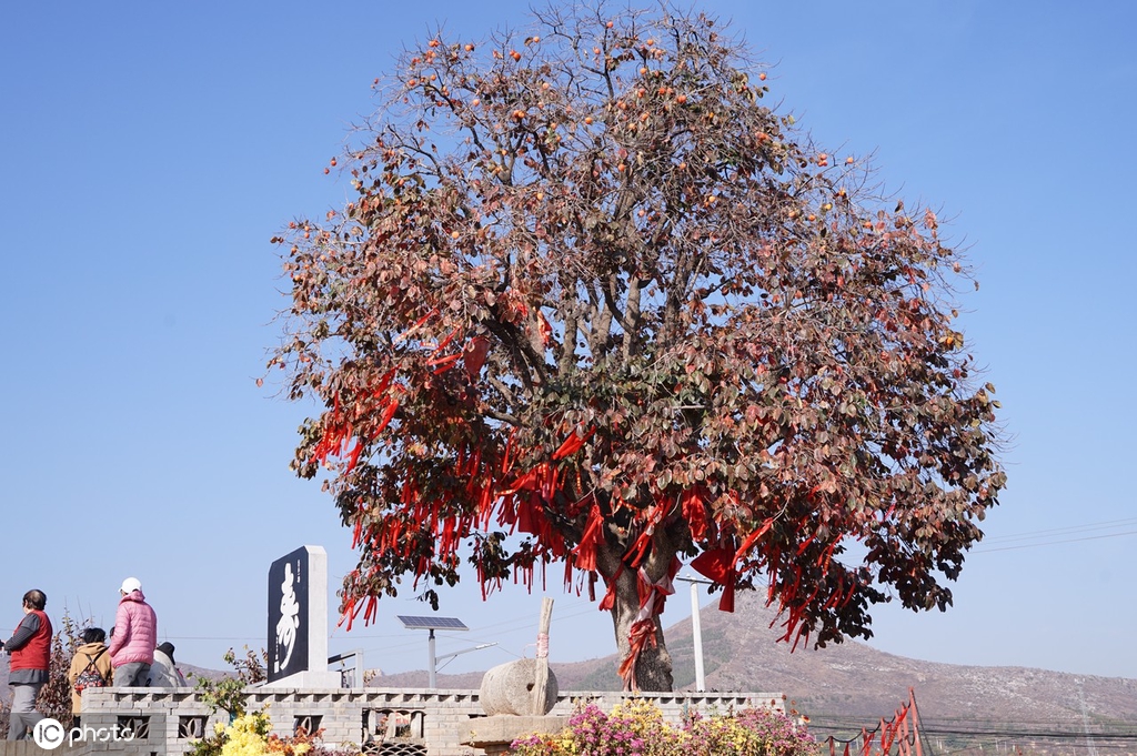 ​陕西富平：千年古柿树硕果累累