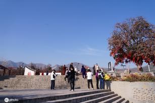 ​陕西富平：千年古柿树硕果累累