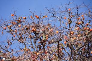 ​陕西富平：千年古柿树硕果累累