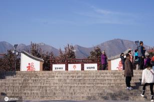 ​陕西富平：千年古柿树硕果累累