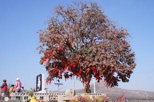 ​陕西富平：千年古柿树硕果累累