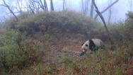 大熊猫国家公园连续拍到野生大熊猫饮水画面