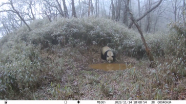 大熊猫国家公园连续拍到野生大熊猫饮水画面