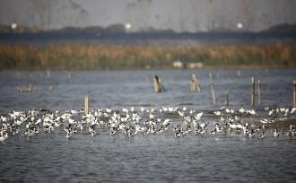 杭州：成群越冬候鸟栖息钱塘大湾区湿地