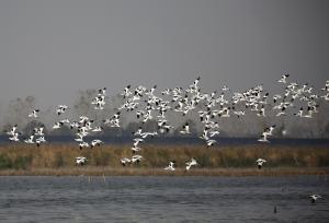 杭州：成群越冬候鸟栖息钱塘大湾区湿地