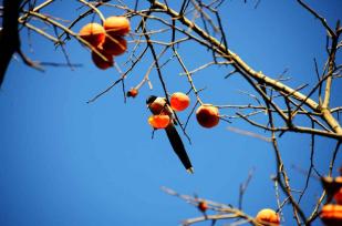 北京：喜鹊啄食柿子