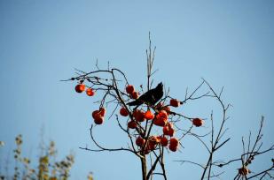 北京：喜鹊啄食柿子
