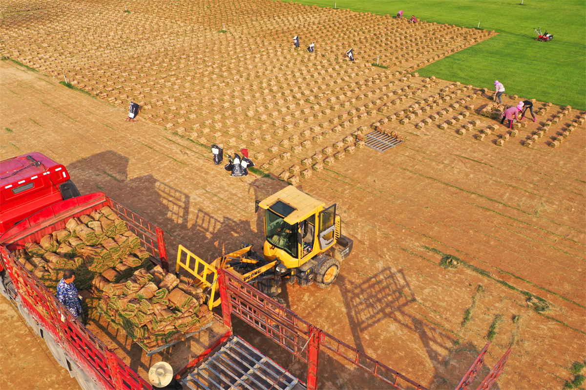江西吉安：农民采收装运草皮
