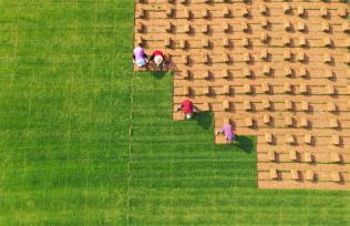 江西吉安：农民采收装运草皮