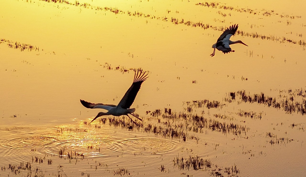 江苏泗洪东方白鹳做客蟹塘