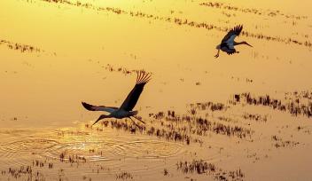 江苏泗洪东方白鹳做客蟹塘