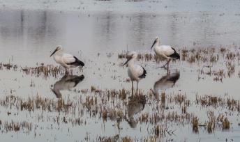 江苏泗洪东方白鹳做客蟹塘