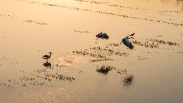 江苏泗洪东方白鹳做客蟹塘