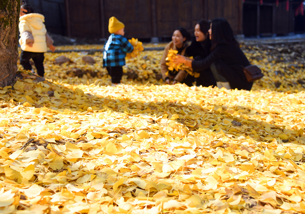 湖北恩施：银杏叶铺就“黄金地毯”