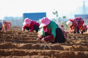 贵州丹寨：大雪时节 村民收获红薯