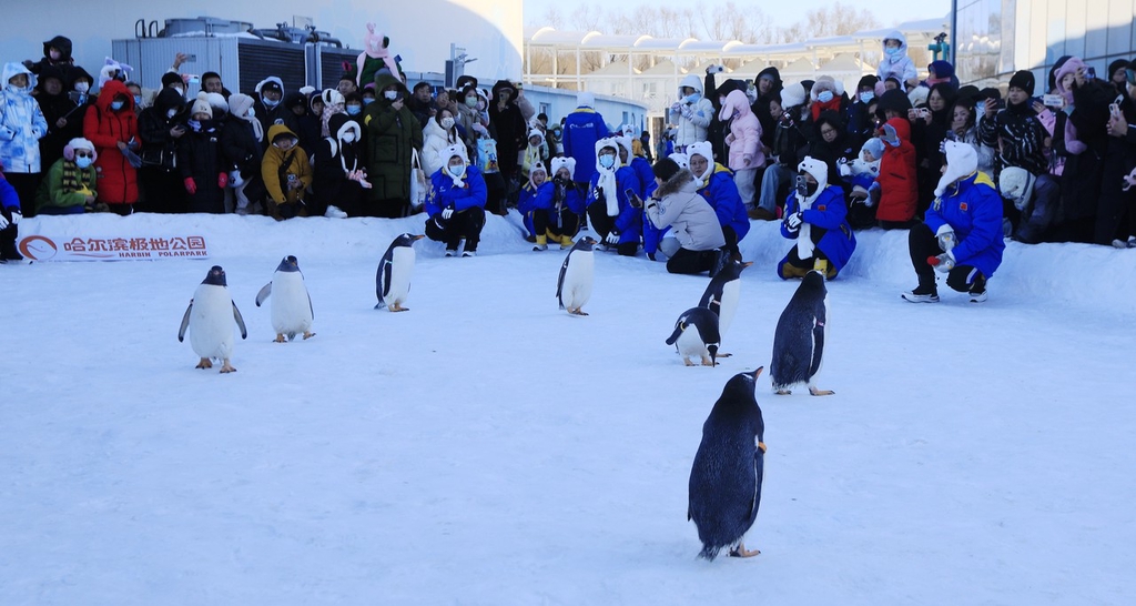 哈尔滨极地公园企鹅冰雪巡游 引游客围观打卡