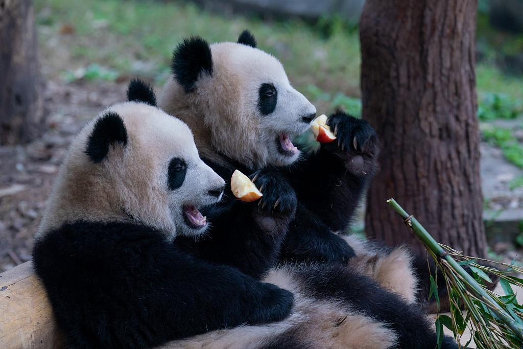 重庆：大熊猫双胞胎兄妹复制粘贴神同步