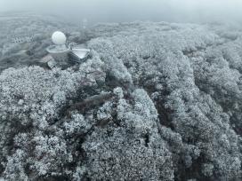 花果山迎来入冬首场雾淞 树木枝头晶莹剔透