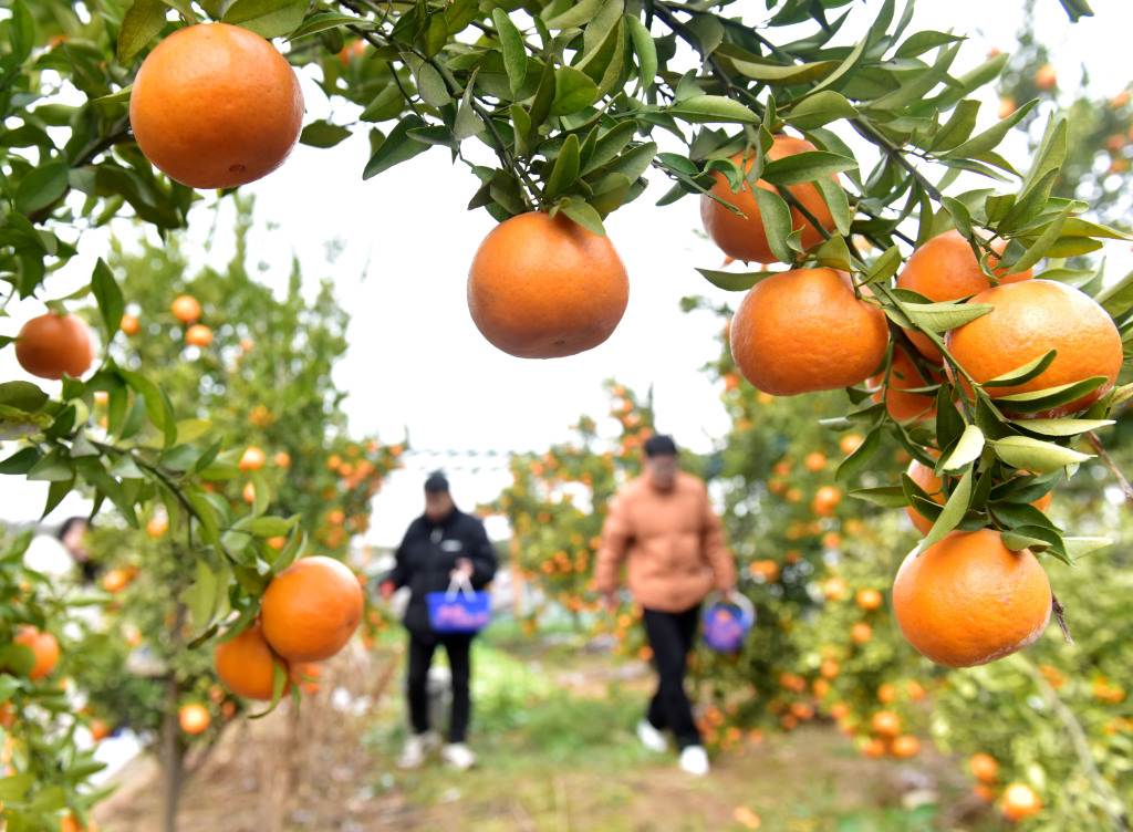 巢湖柑橘迎来丰收季 游客果园内体验采摘乐趣