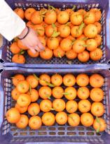 巢湖柑橘迎来丰收季 游客果园内体验采摘乐趣